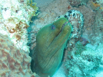 Diving in Tobago